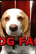 Dog Face